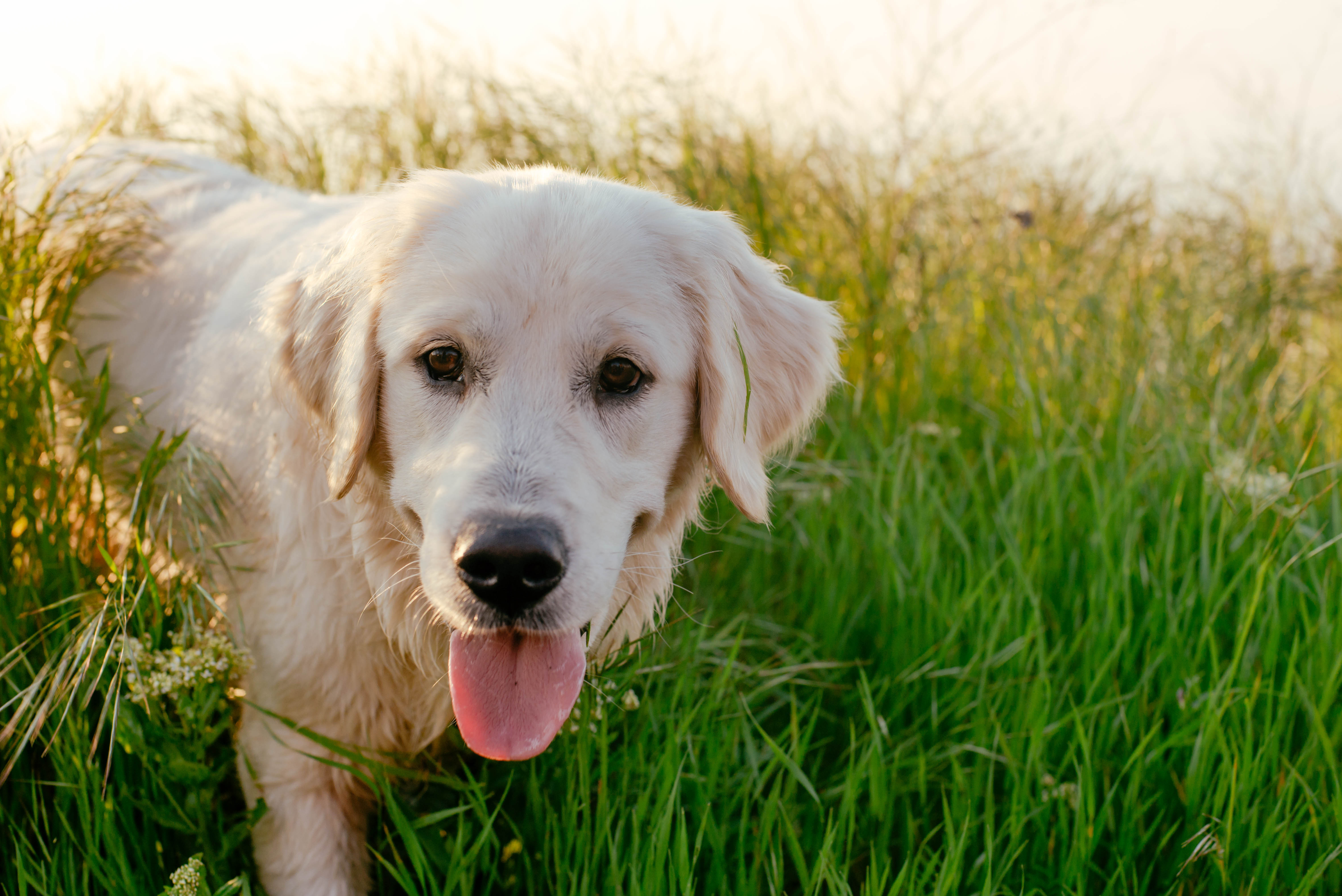 can a akbash and a labrador retriever be friends